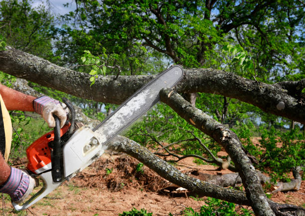 The Steps Involved in Our Tree Care Process in Strasburg, VA